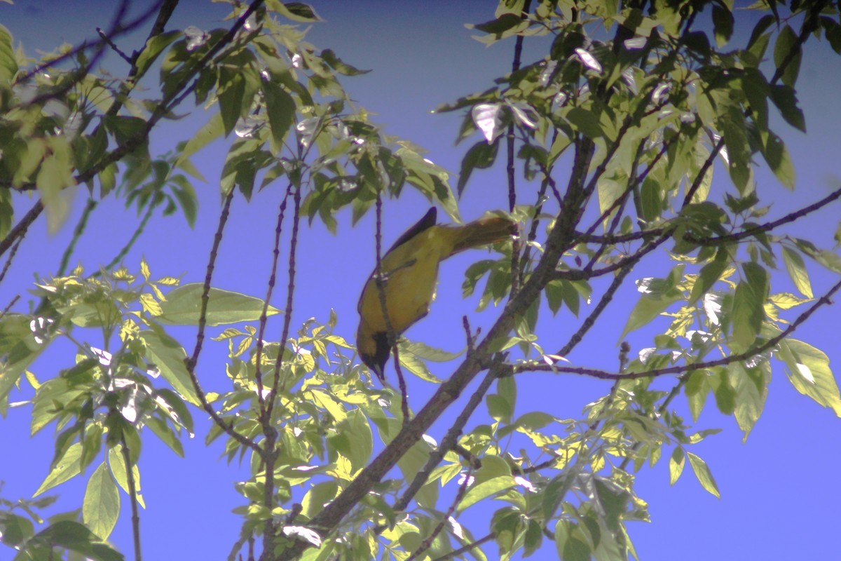 Orchard Oriole - ML619586378