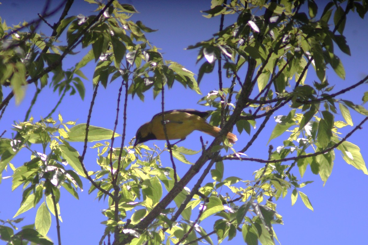 Orchard Oriole - Anni Desai