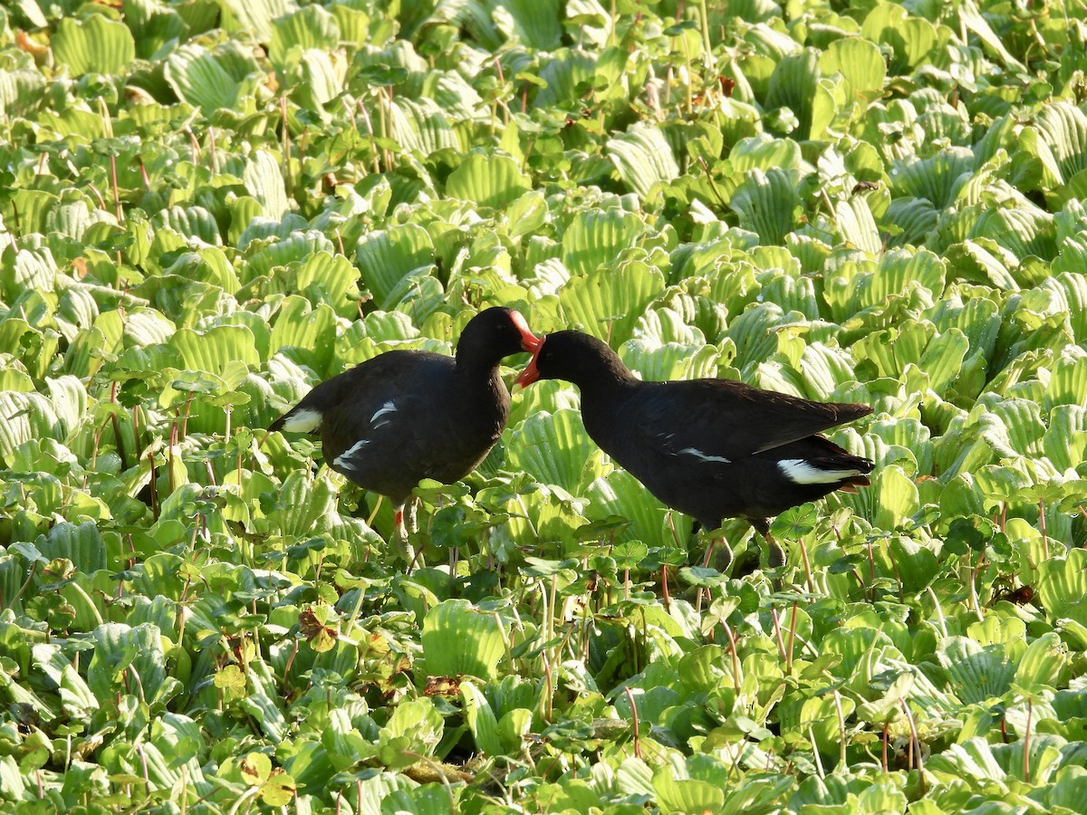 Common Gallinule - Kathy Rigling