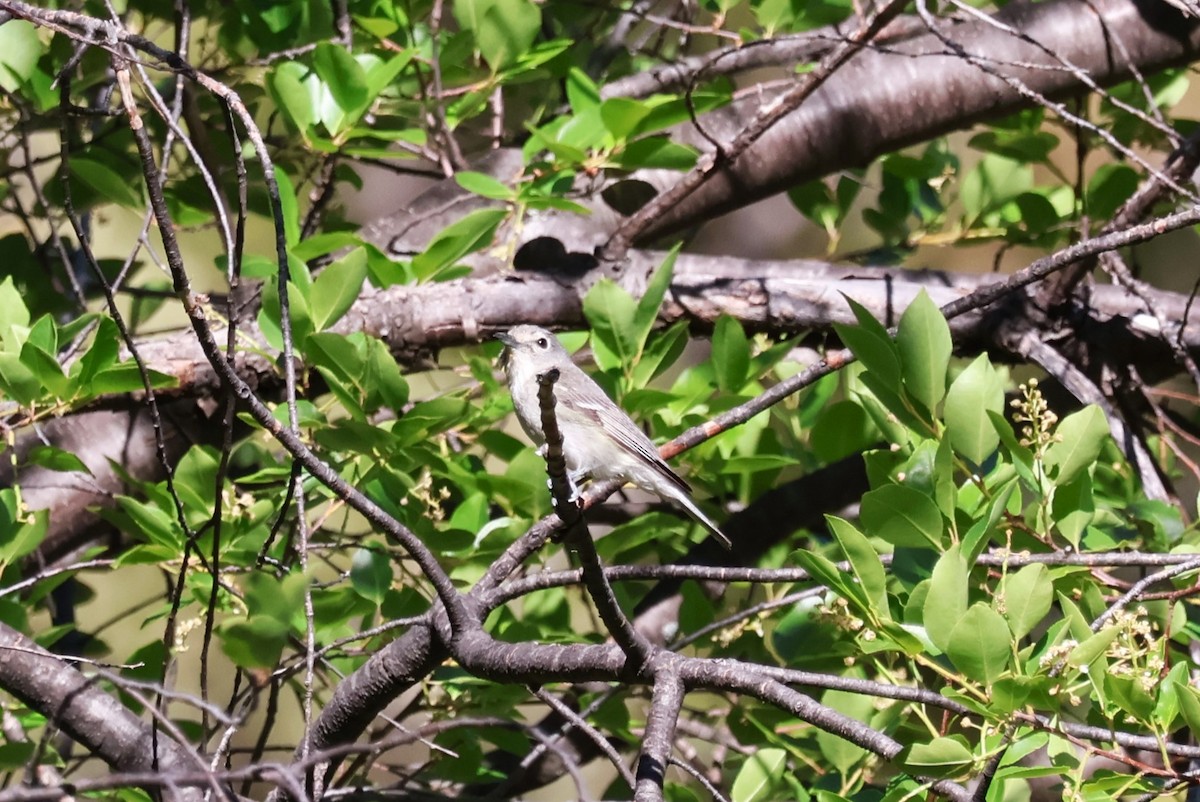 Plumbeous Vireo - Tricia Vesely