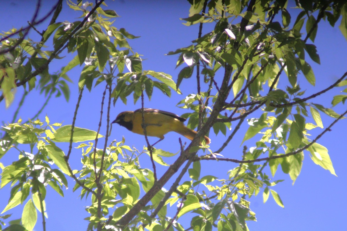 Orchard Oriole - ML619586383