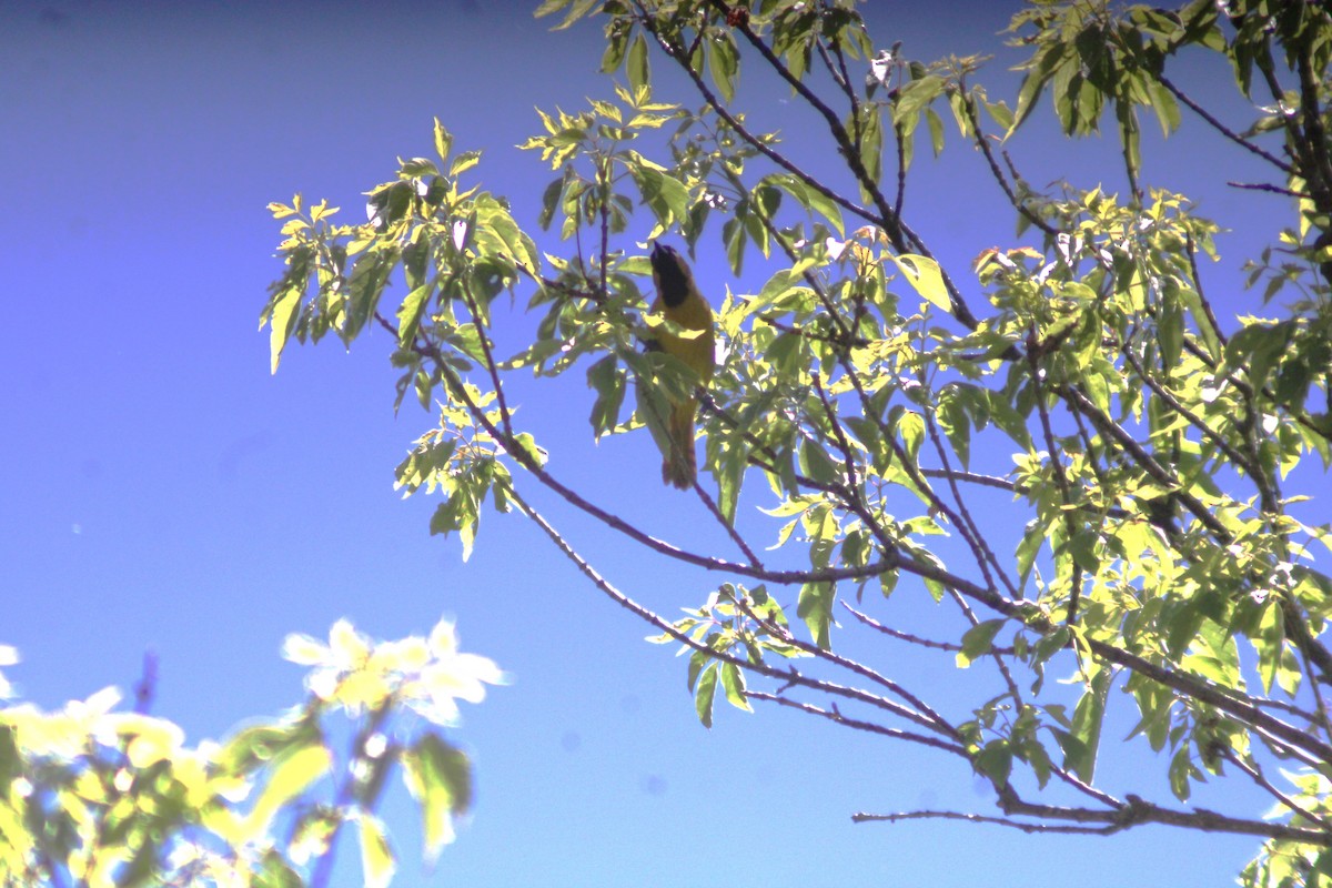 Orchard Oriole - Anni Desai