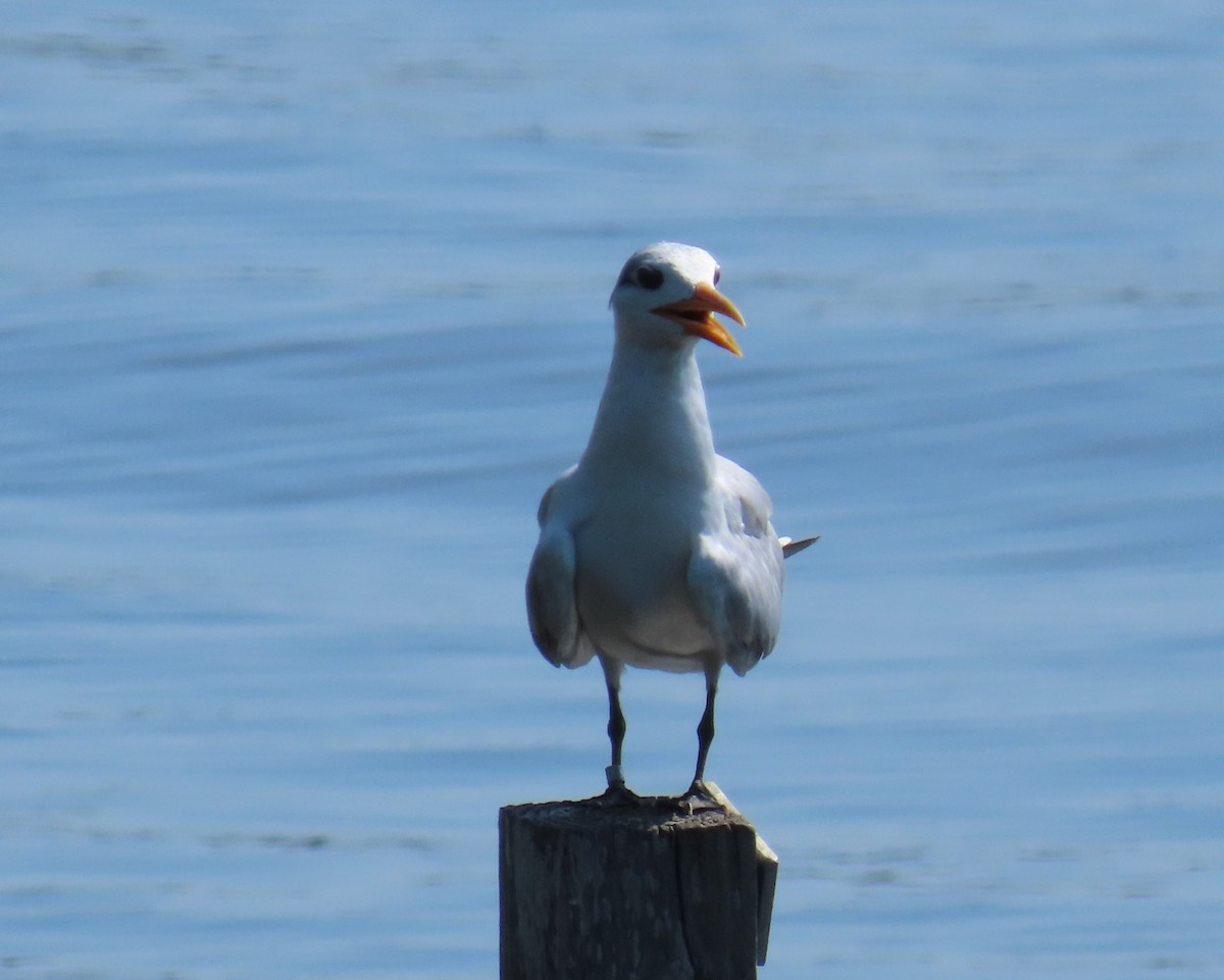 Royal Tern - Laurie Witkin