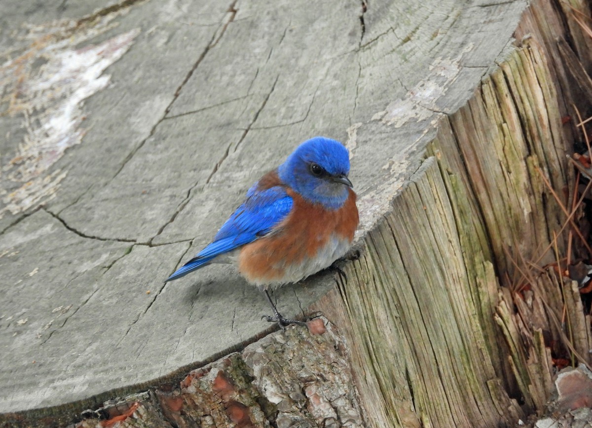 Western Bluebird - Rod Higbie