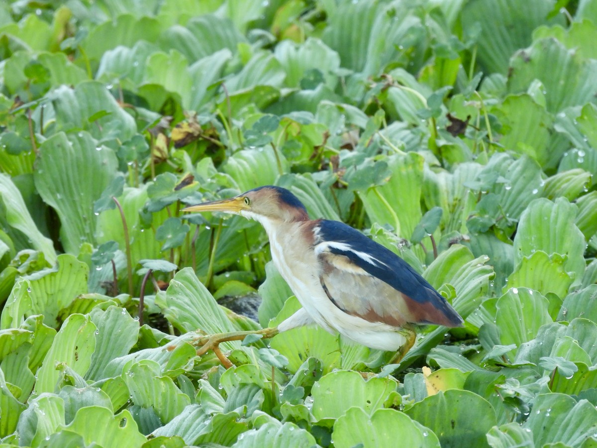 Least Bittern - Kathy Rigling