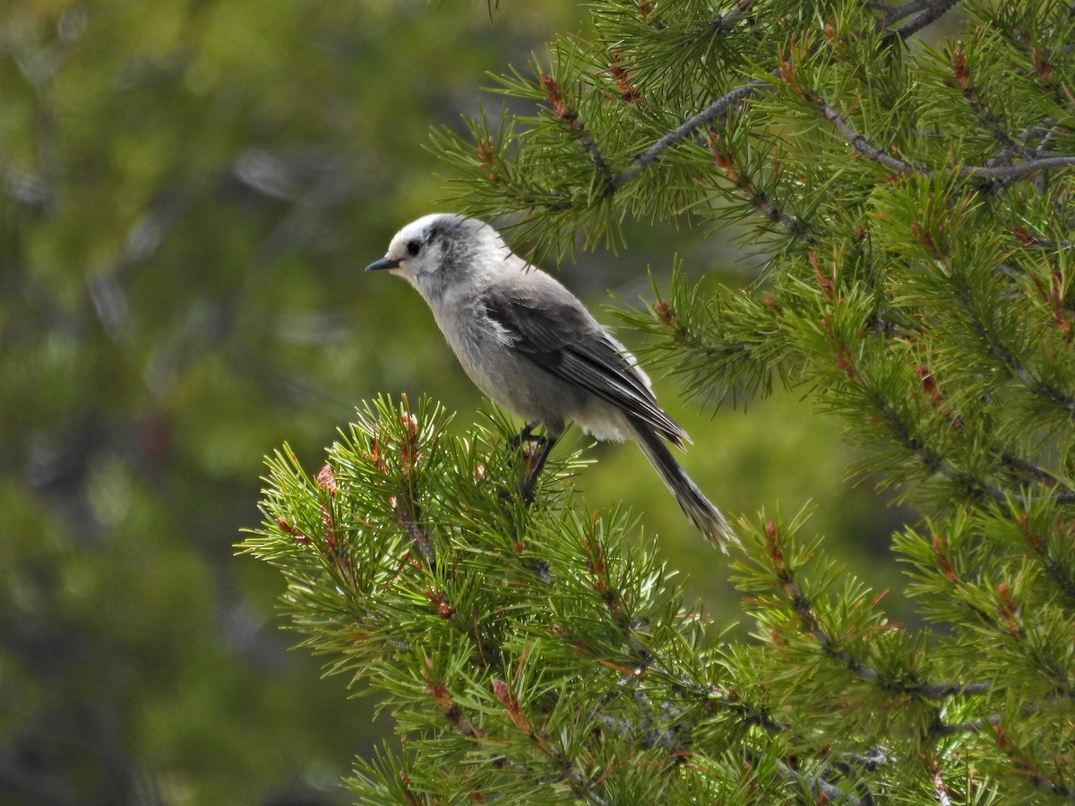 Canada Jay - Spencer Hurt