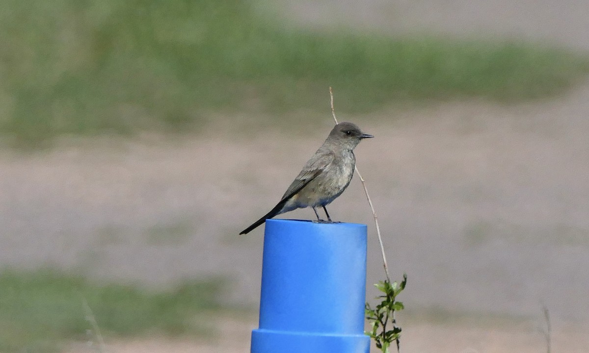 Say's Phoebe - Don Hall