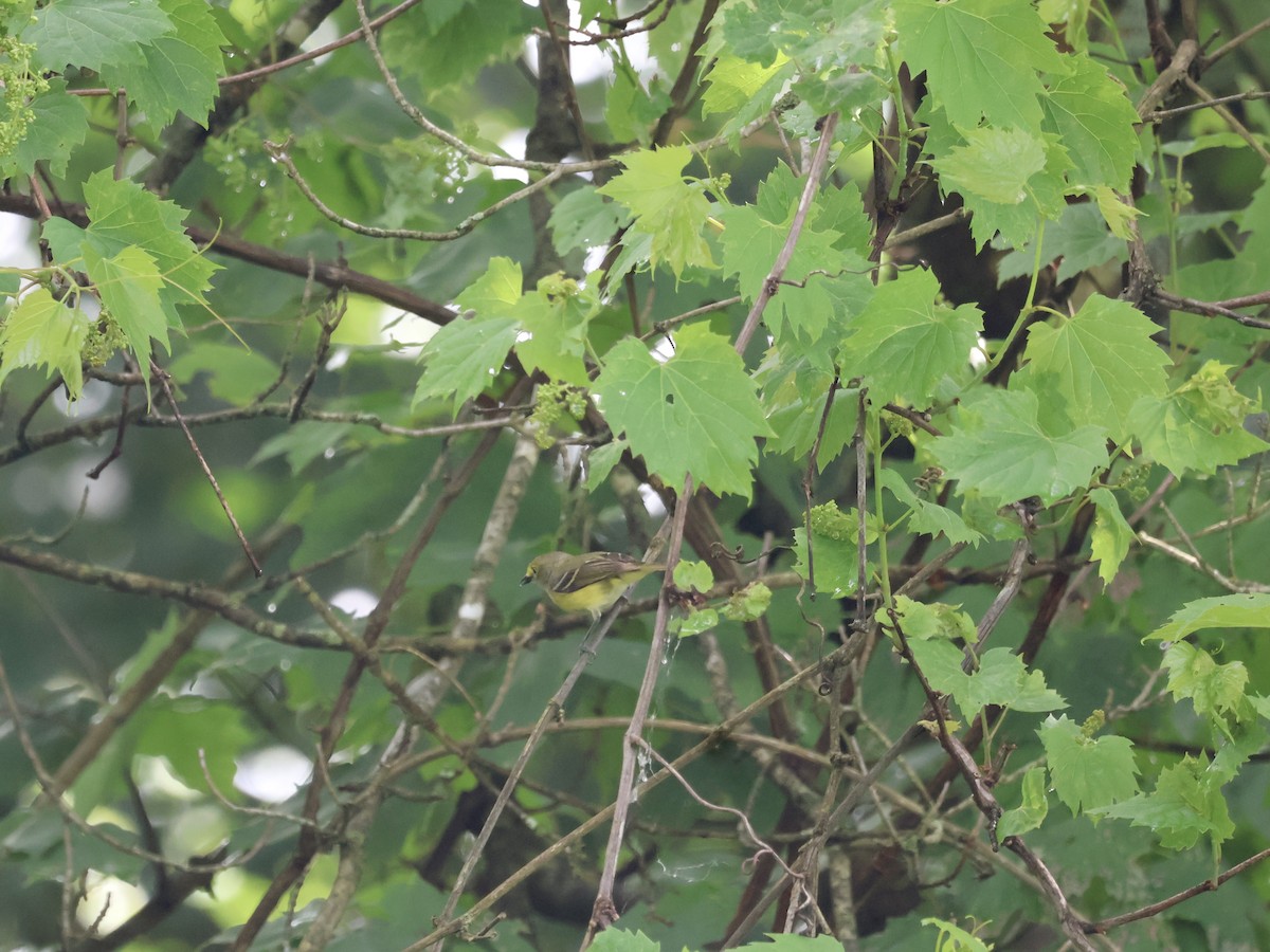 White-eyed Vireo - ML619586403