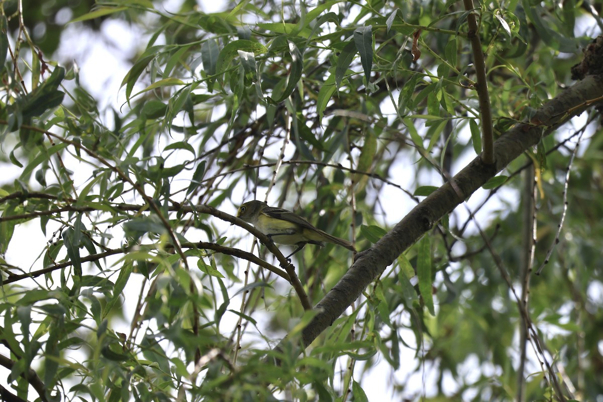 White-eyed Vireo - ML619586404