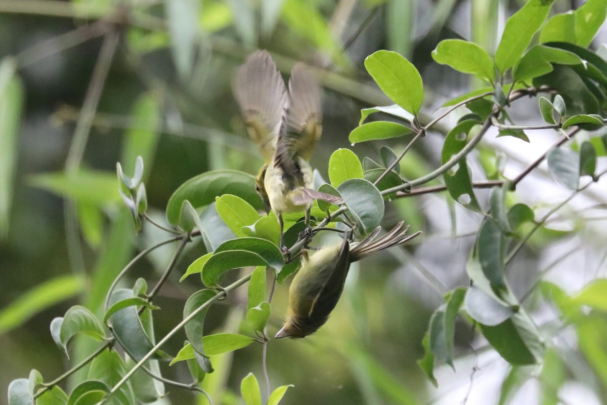 Ochre-lored Flatbill - Stephen Gast