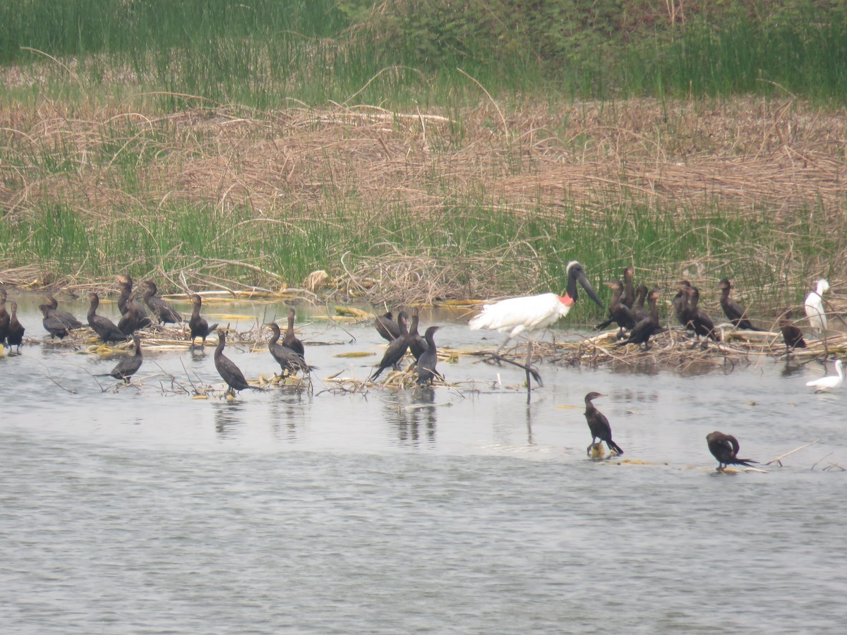 Jabiru - Sam Holcomb