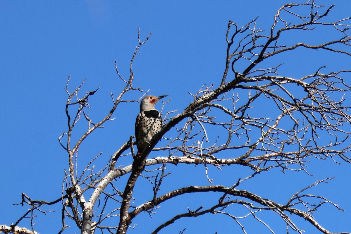 Northern Flicker - Tricia Vesely