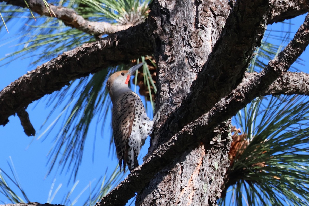 Northern Flicker - Tricia Vesely