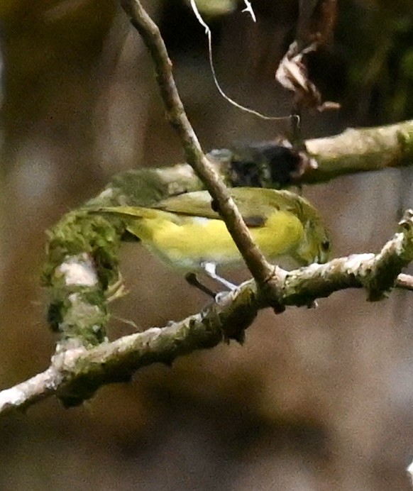 Yellow-throated Euphonia - Nancy Blaze