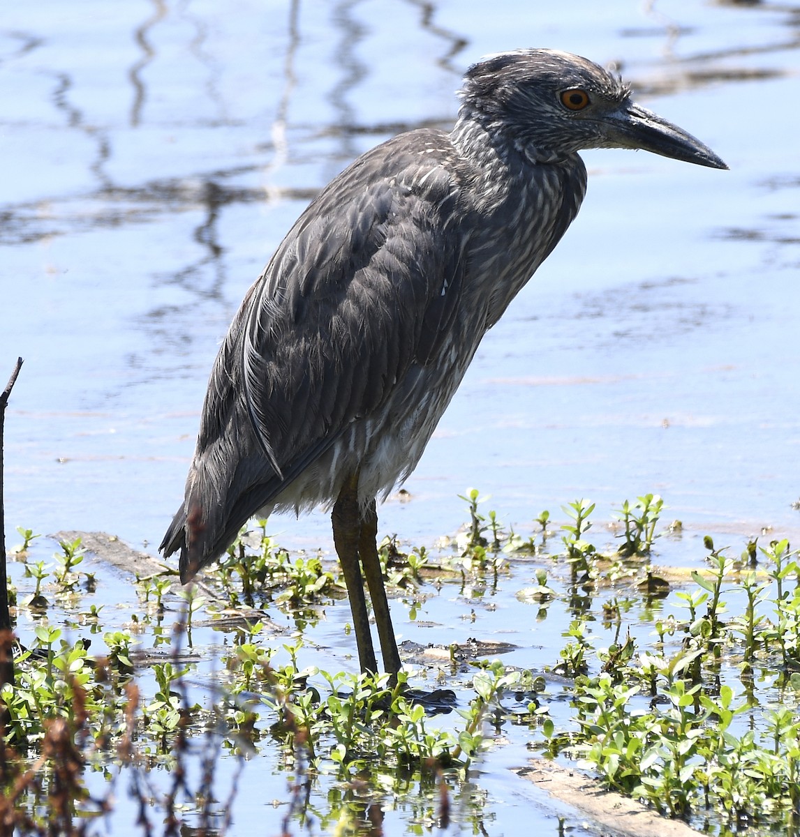 Yellow-crowned Night Heron - ML619586417