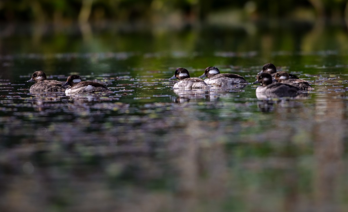 Bufflehead - Andrew Thomas 🦅🪶