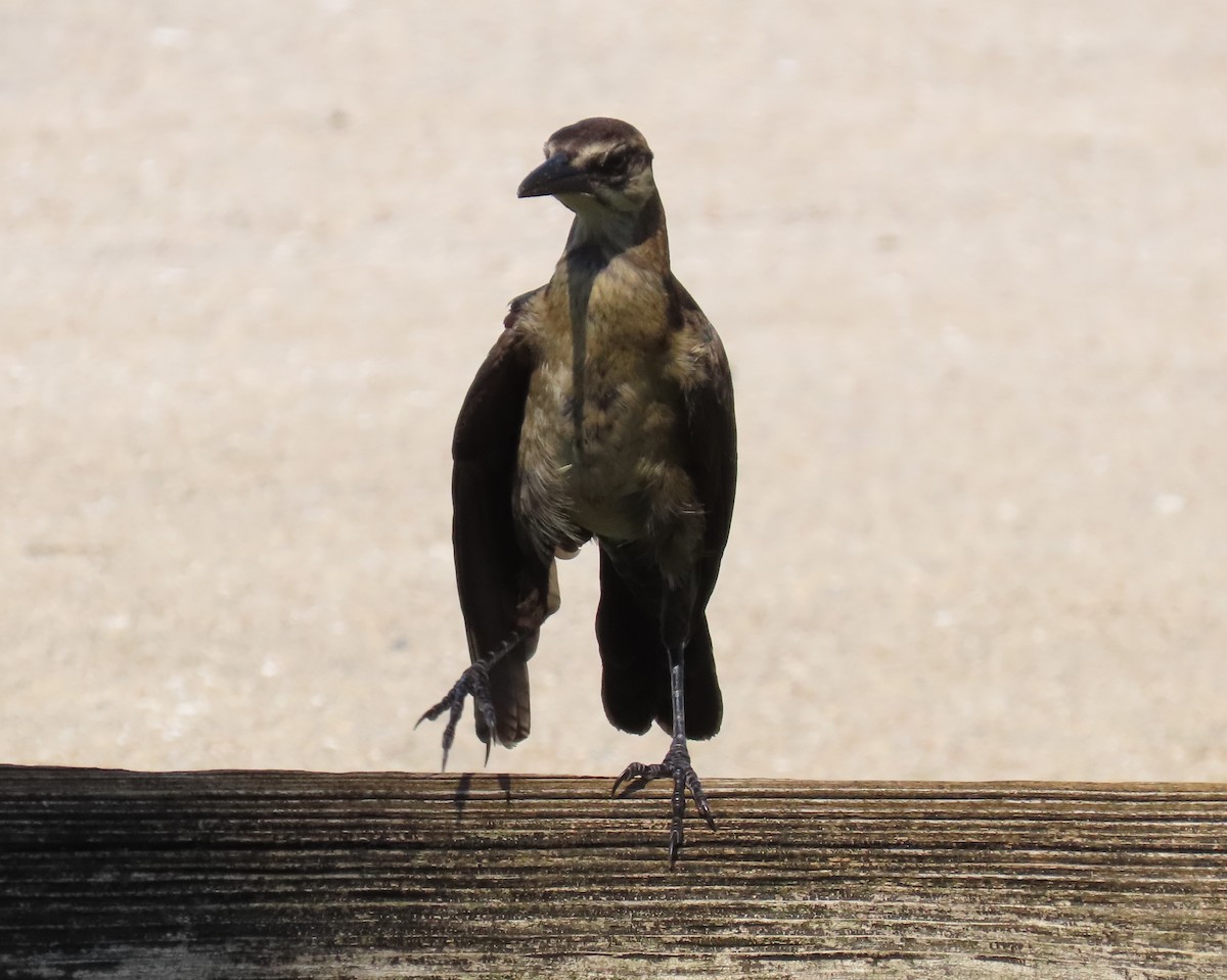 Boat-tailed Grackle - Laurie Witkin