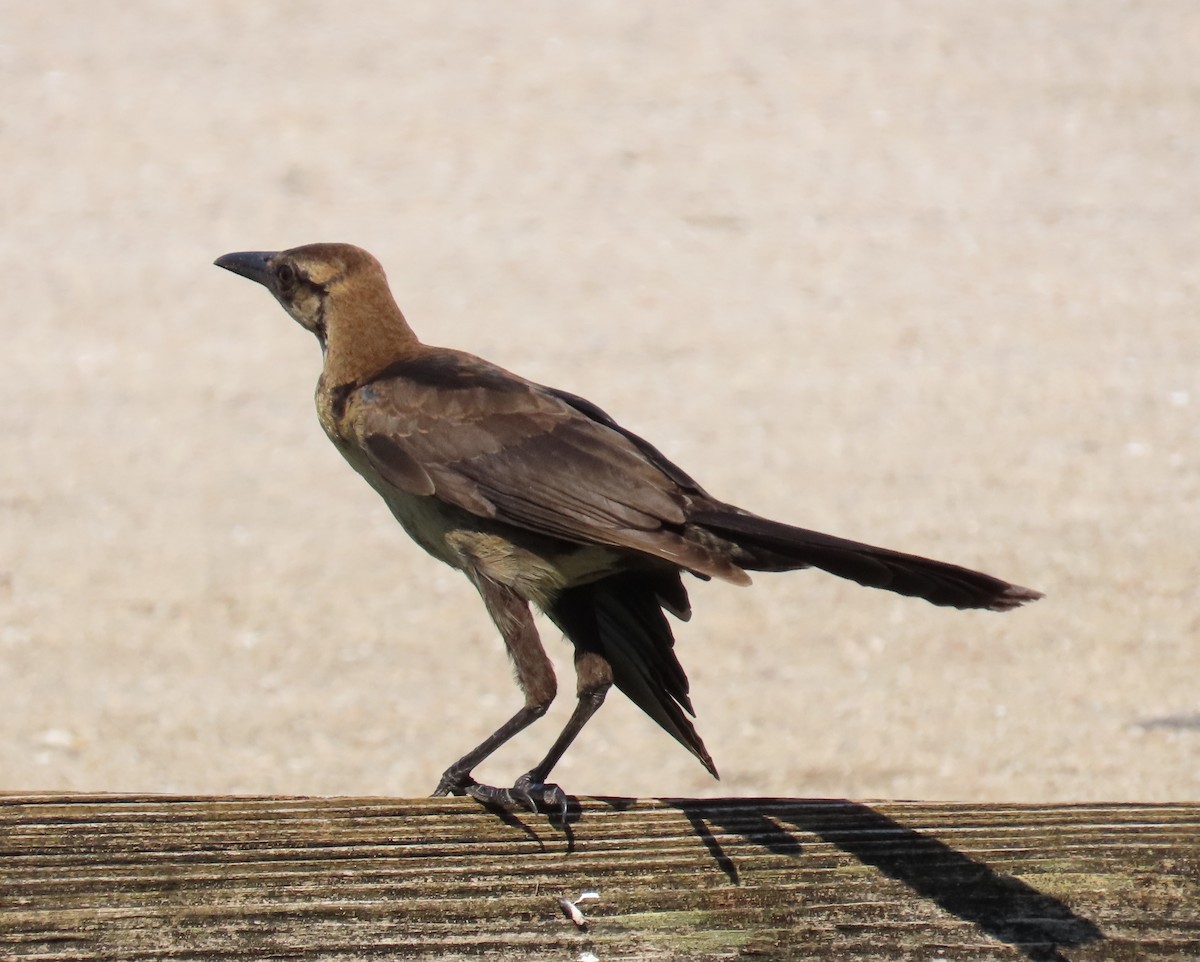 Boat-tailed Grackle - Laurie Witkin