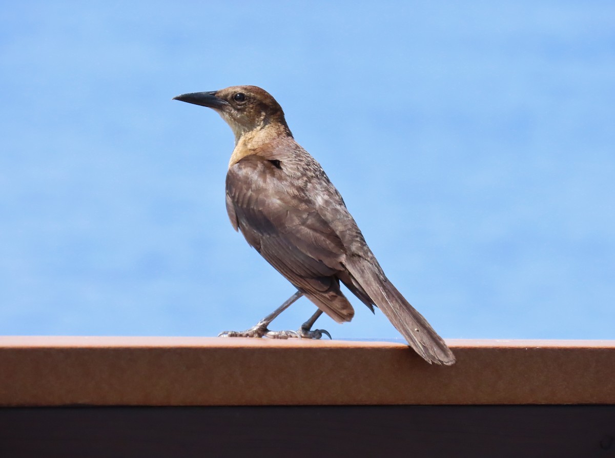 Boat-tailed Grackle - Laurie Witkin