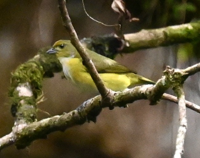 Yellow-throated Euphonia - Nancy Blaze