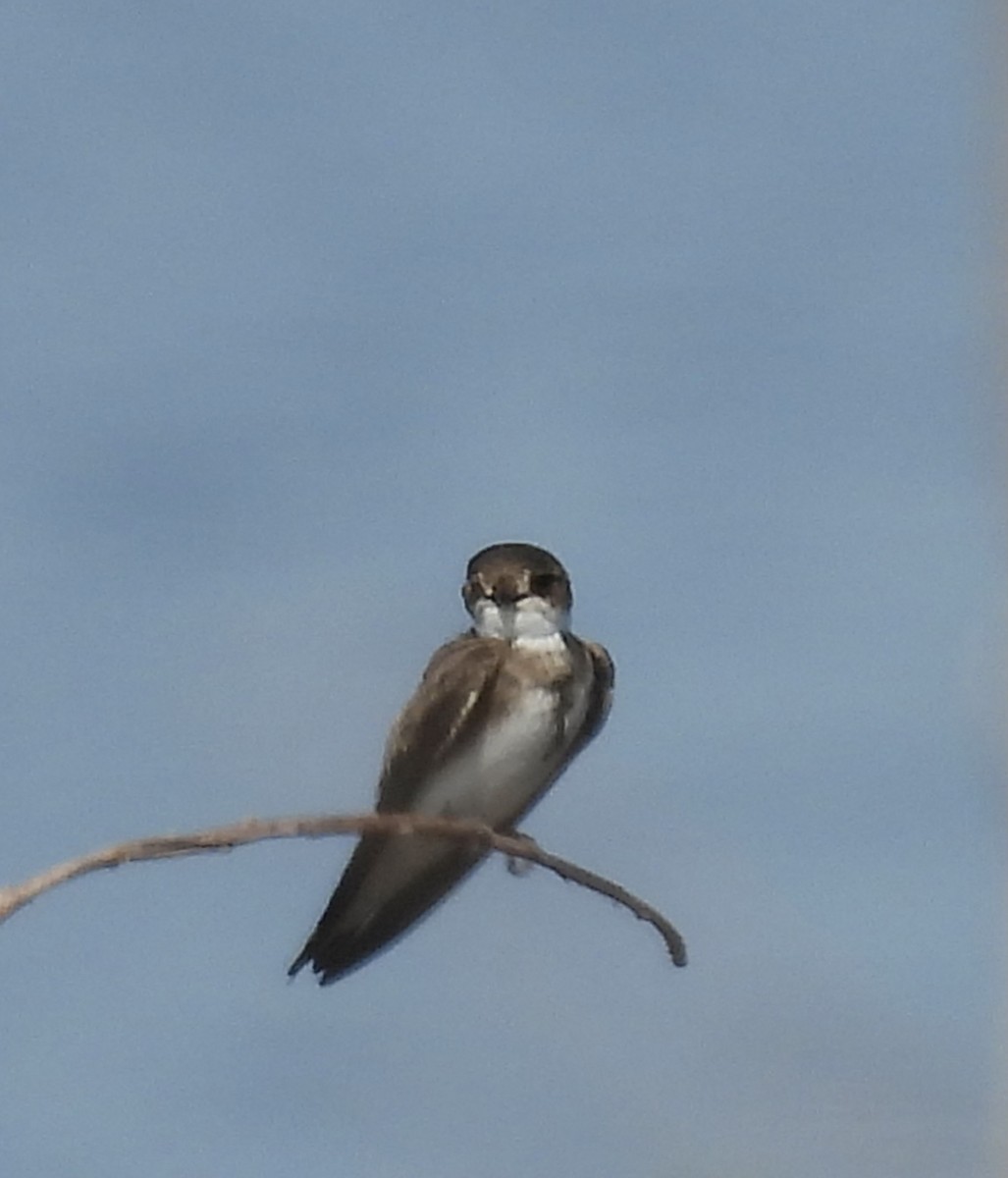 Bank Swallow - Kathy Rigling