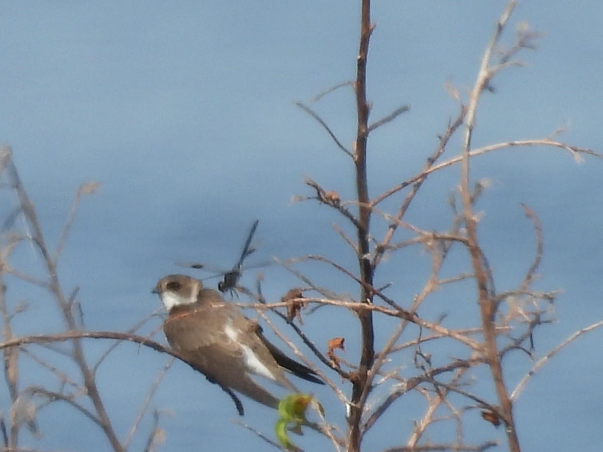 Bank Swallow - Kathy Rigling