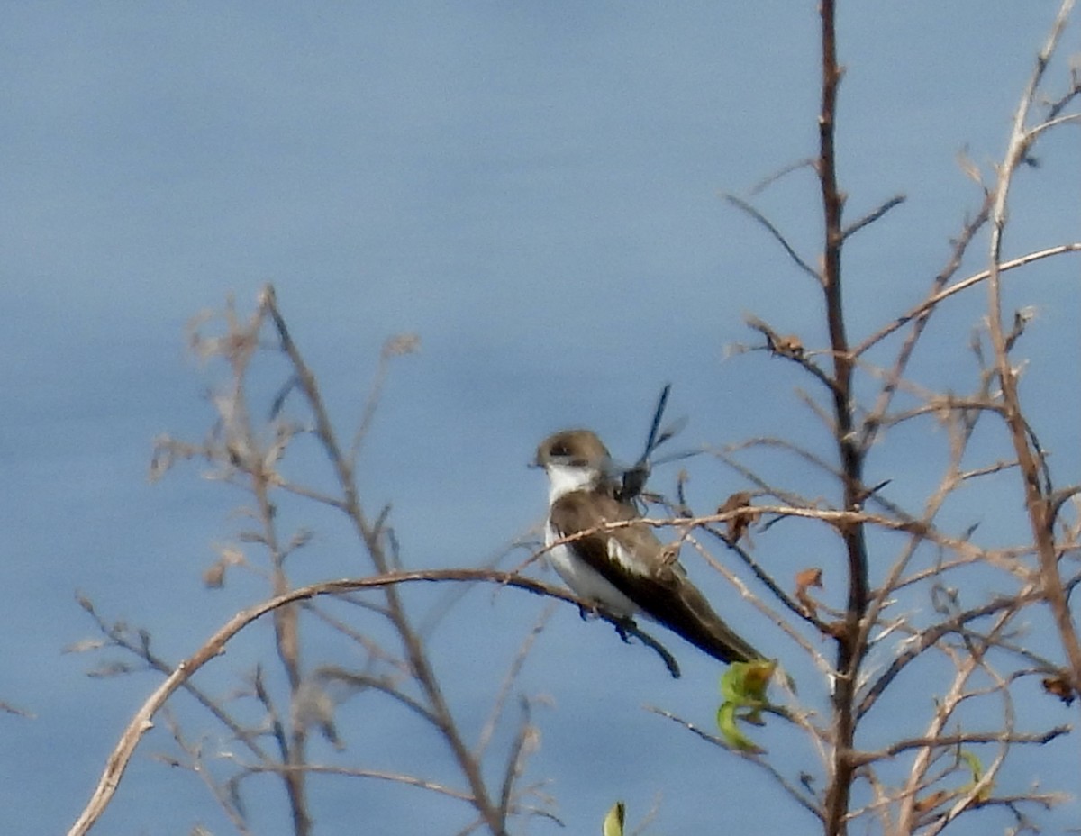 Bank Swallow - Kathy Rigling