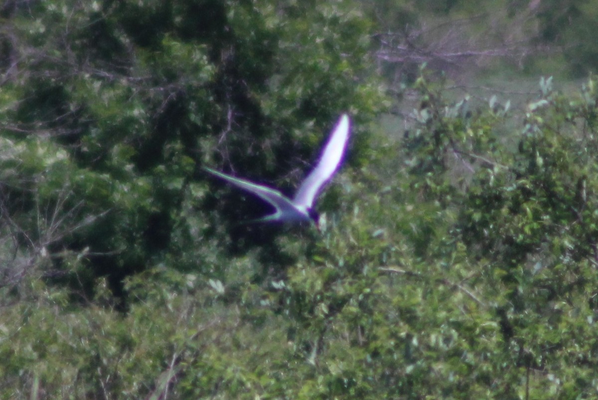 Forster's Tern - ML619586433