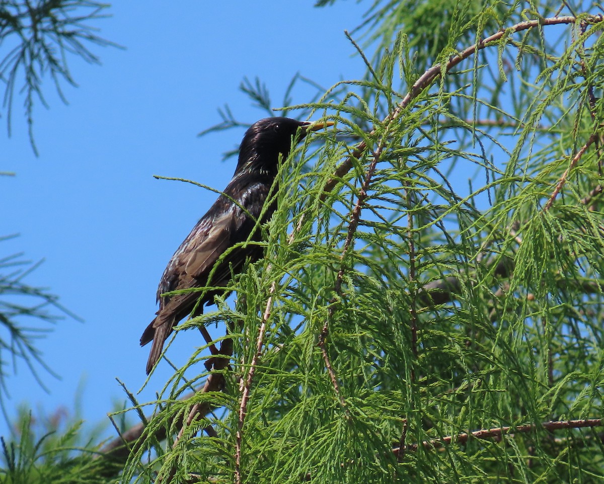 European Starling - Laurie Witkin