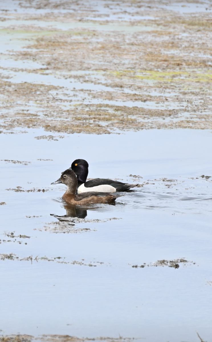 Common Goldeneye - ML619586439