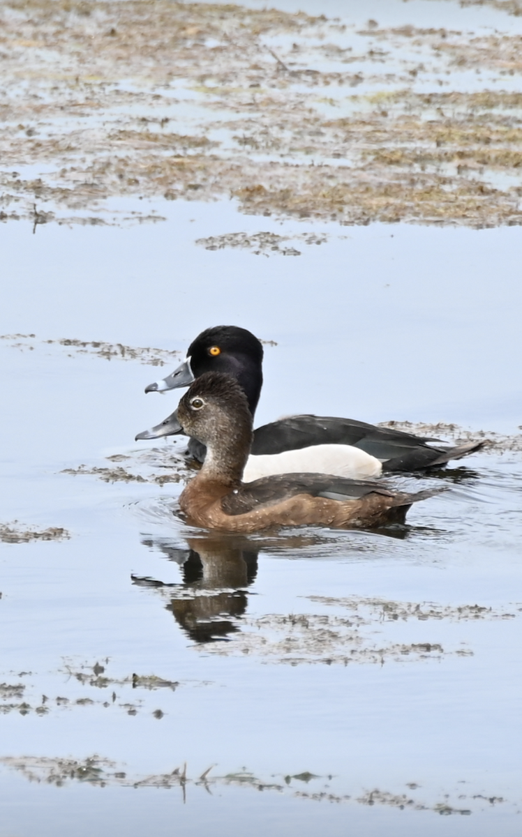 Common Goldeneye - ML619586440