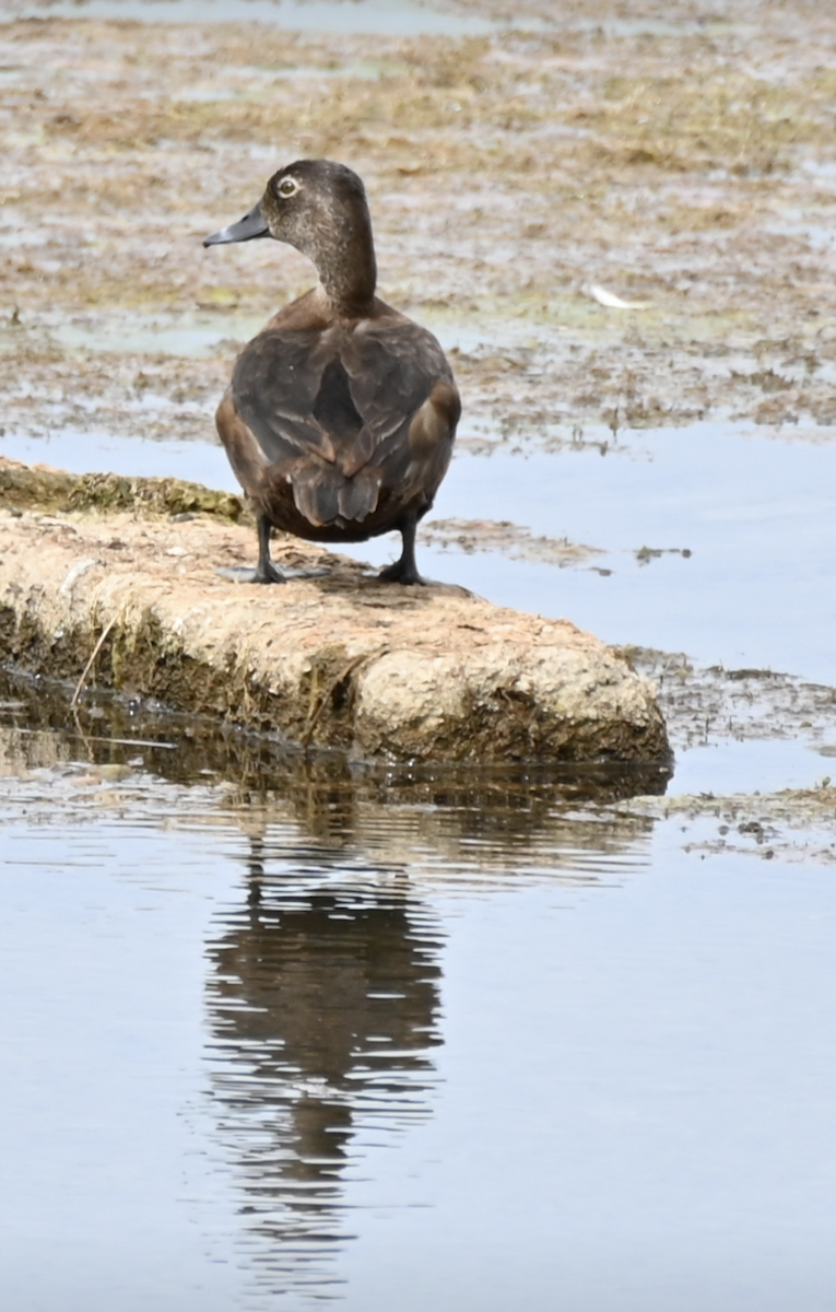 Common Goldeneye - ML619586441