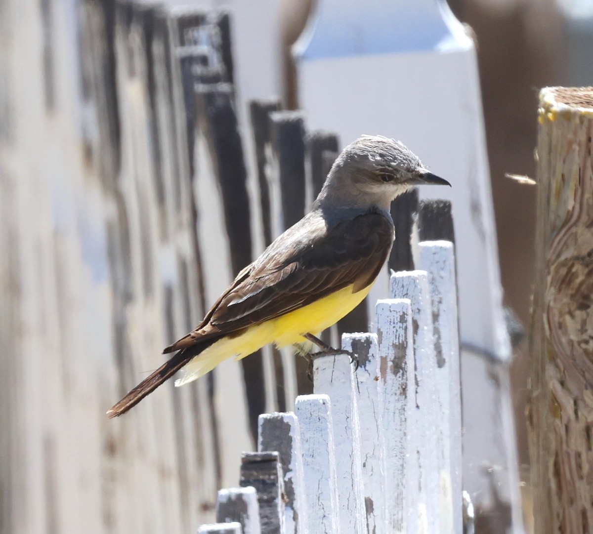 Western Kingbird - Bryan Flaig