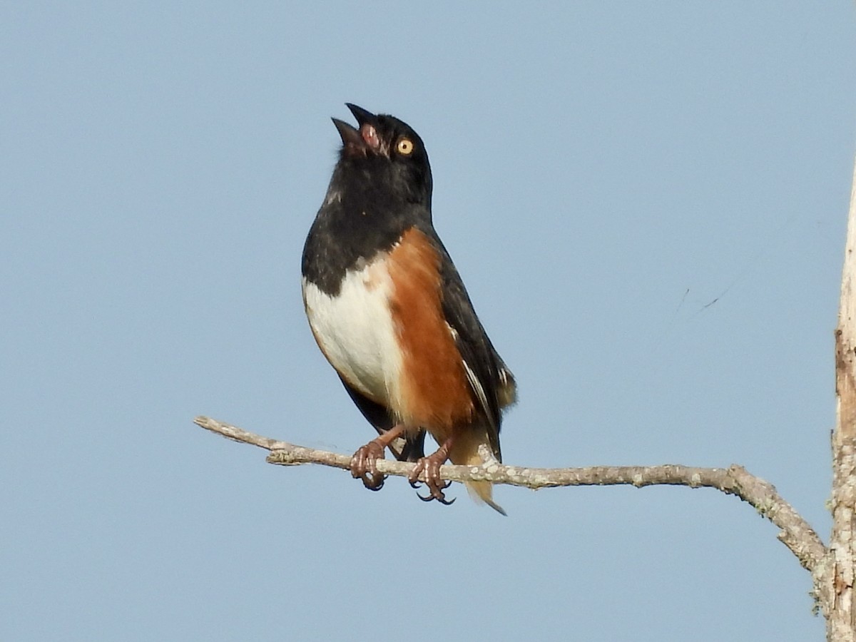 Eastern Towhee - Kathy Rigling