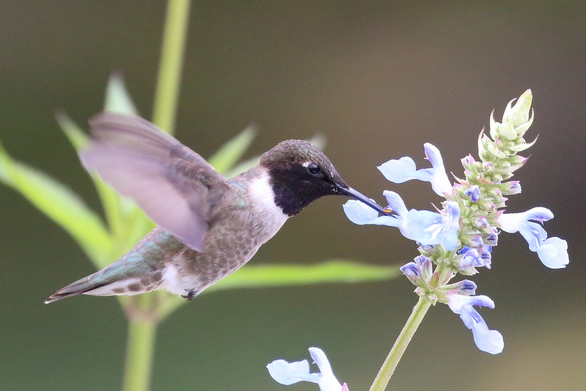 Black-chinned Hummingbird - Jeffrey Fenwick