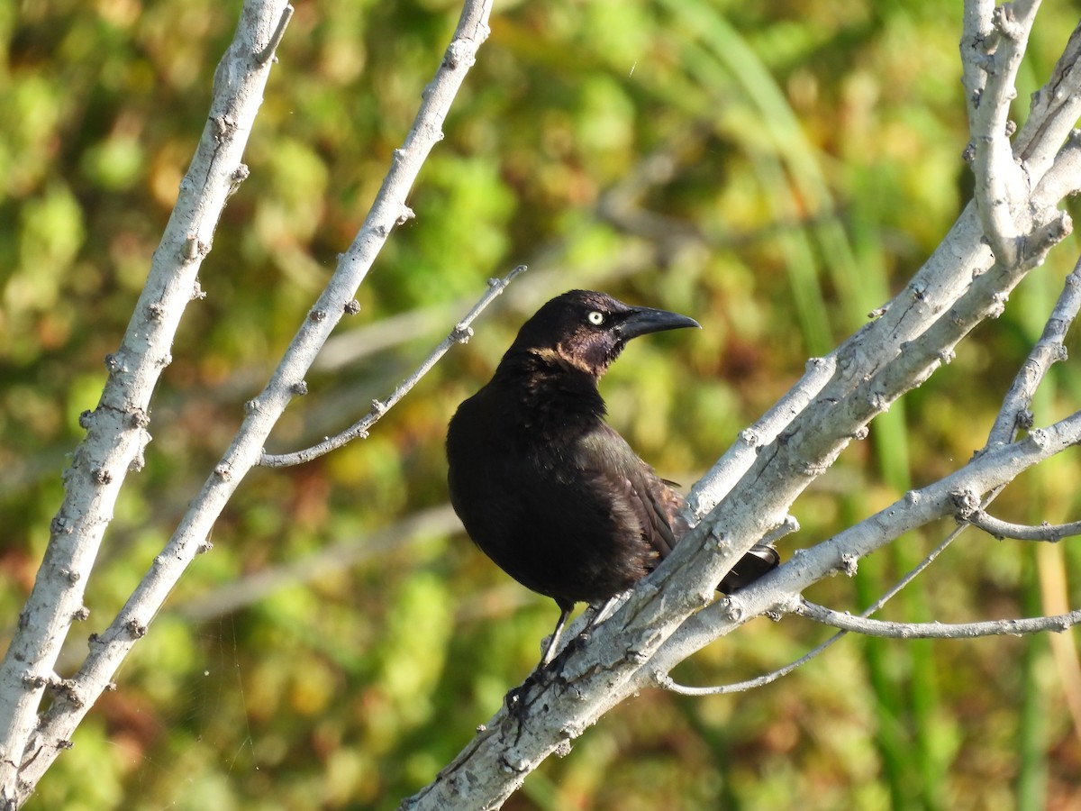 Common Grackle - Kathy Rigling