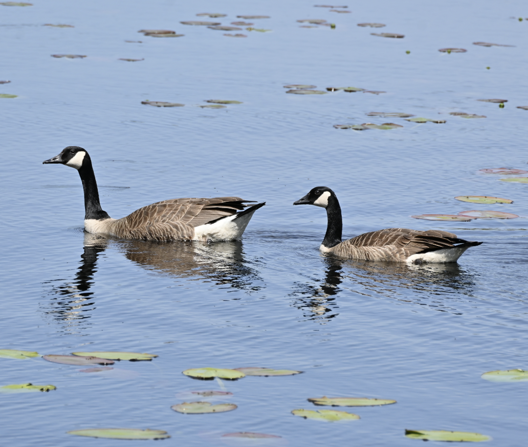 Canada Goose - ML619586461