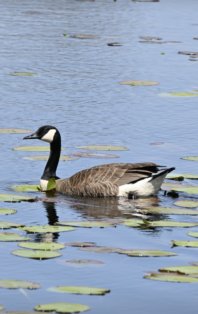 Canada Goose - ML619586463