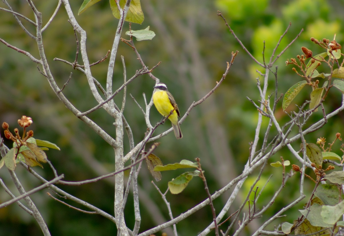 Great Kiskadee - Andreia Mamedes