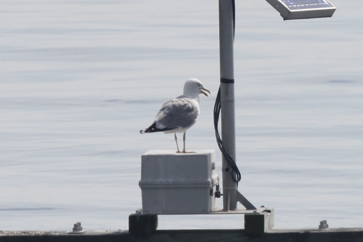 Herring Gull - Anonymous