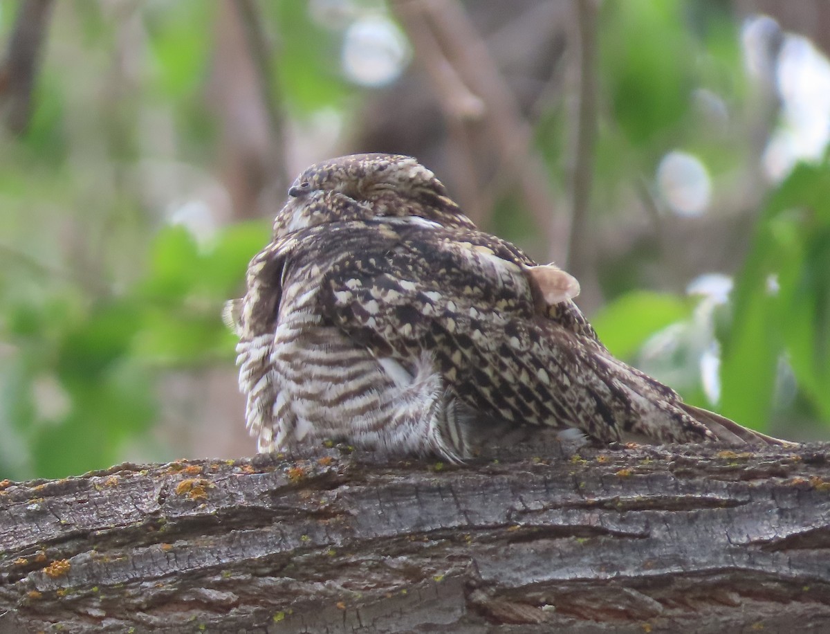 Common Nighthawk - Steve Pink