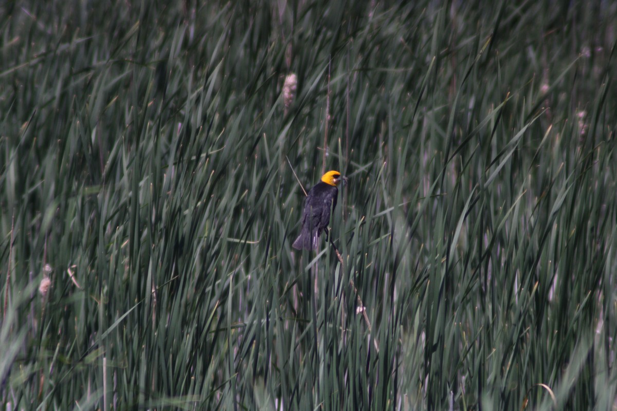 Yellow-headed Blackbird - Anni Desai