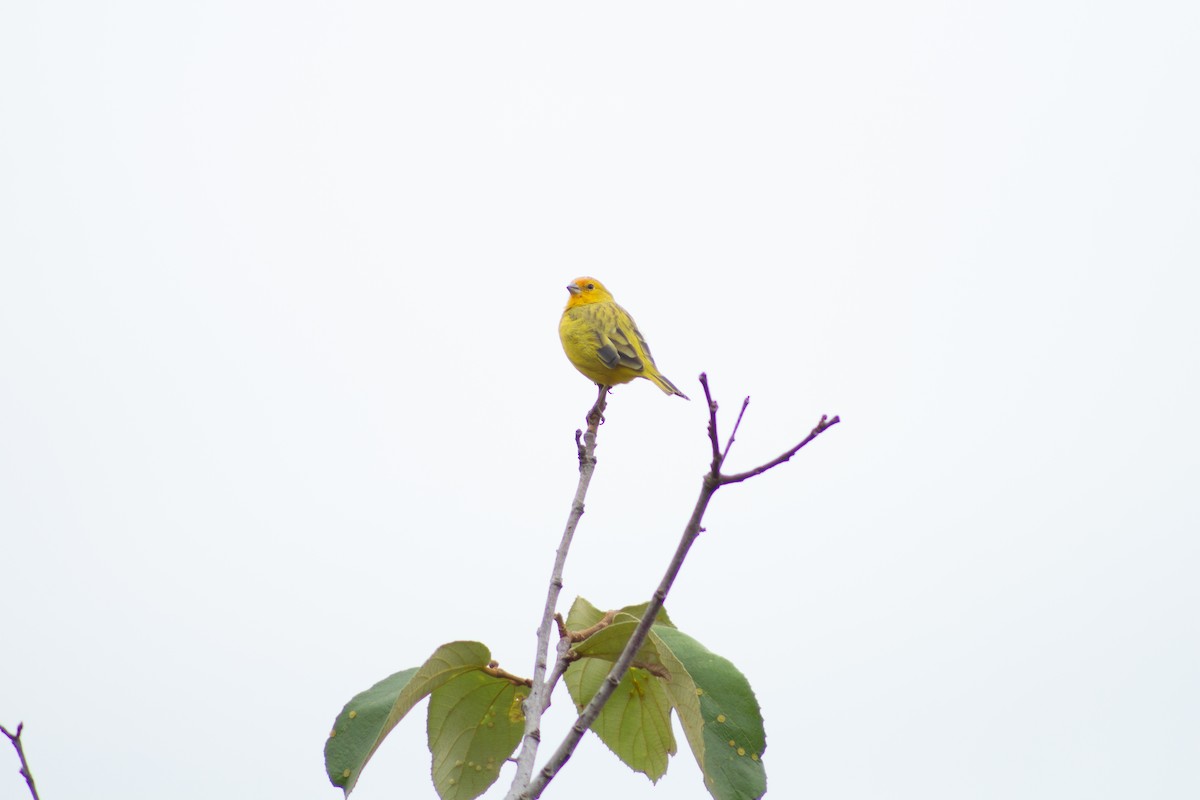 Saffron Finch - Andreia Mamedes