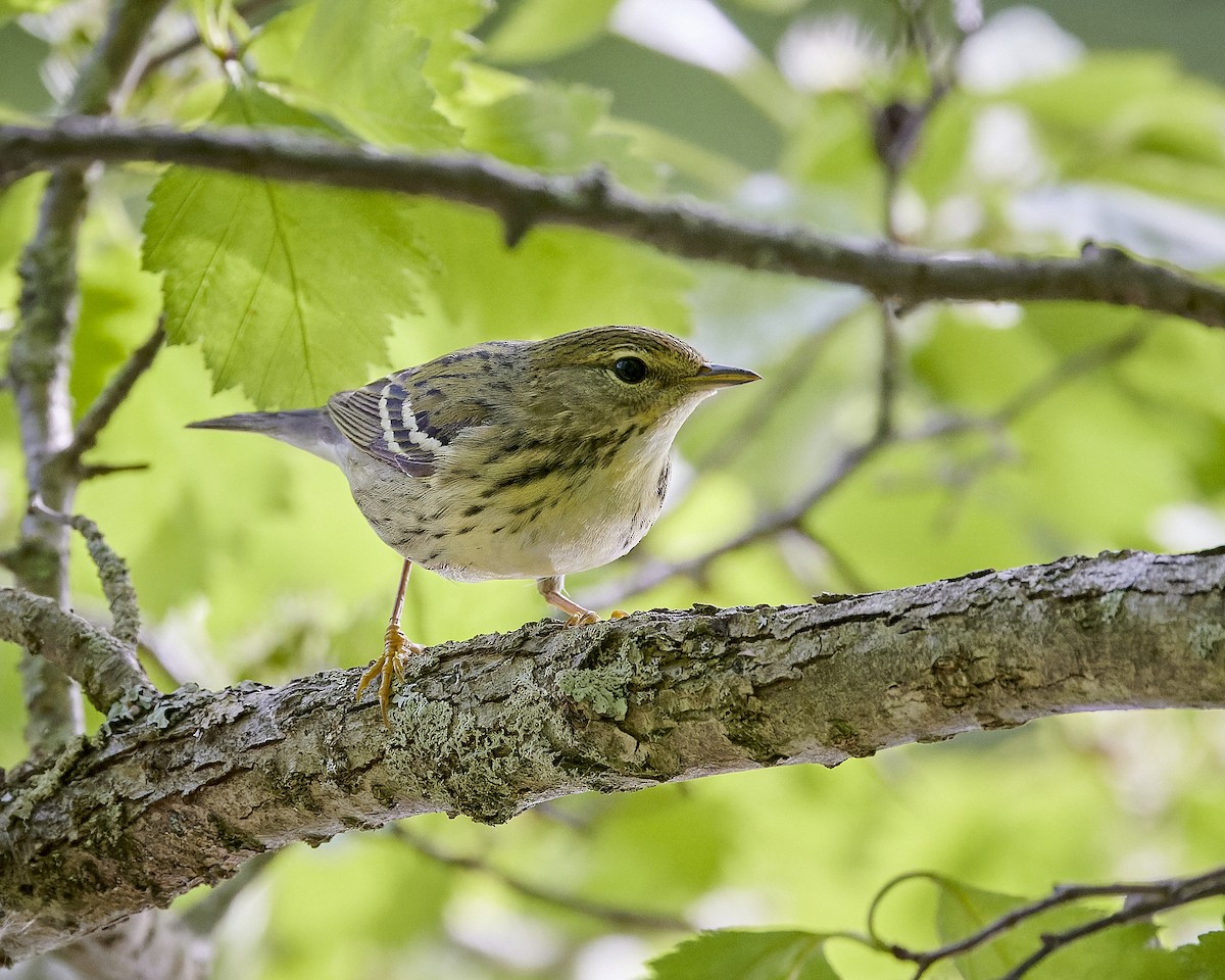 Blackpoll Warbler - ML619586485