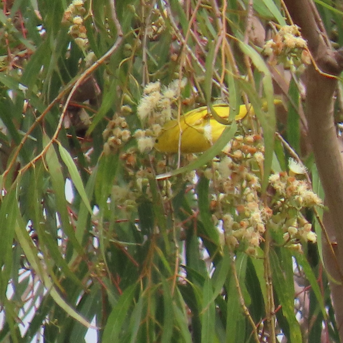 Yellow Warbler - Brian Nothhelfer