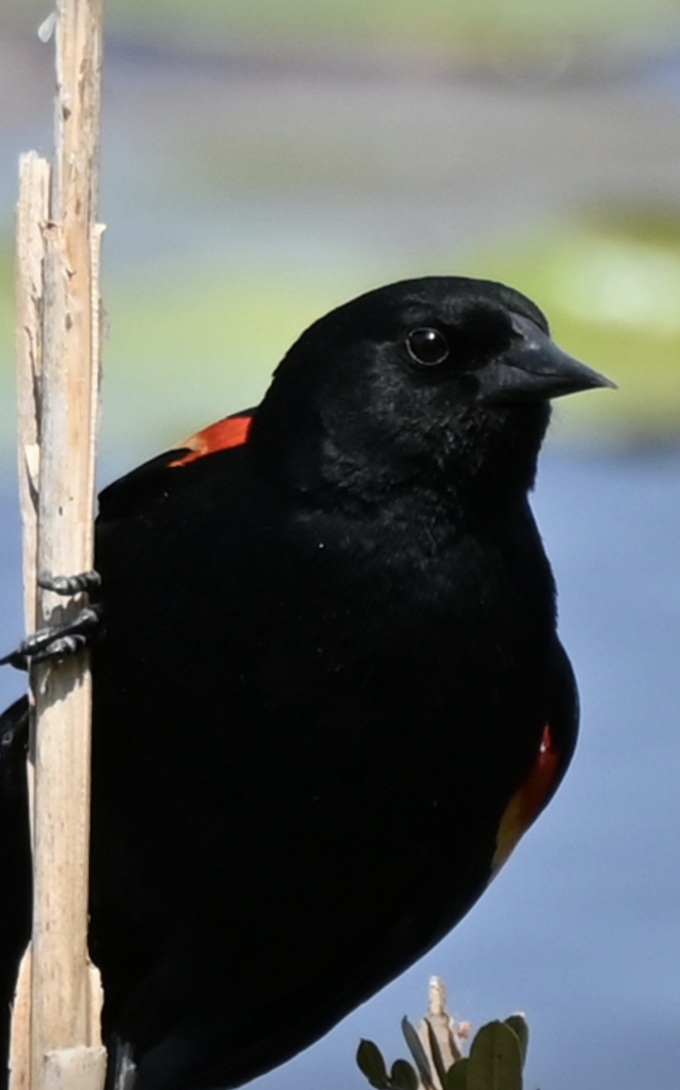 Red-winged Blackbird - Sylvie Rioux