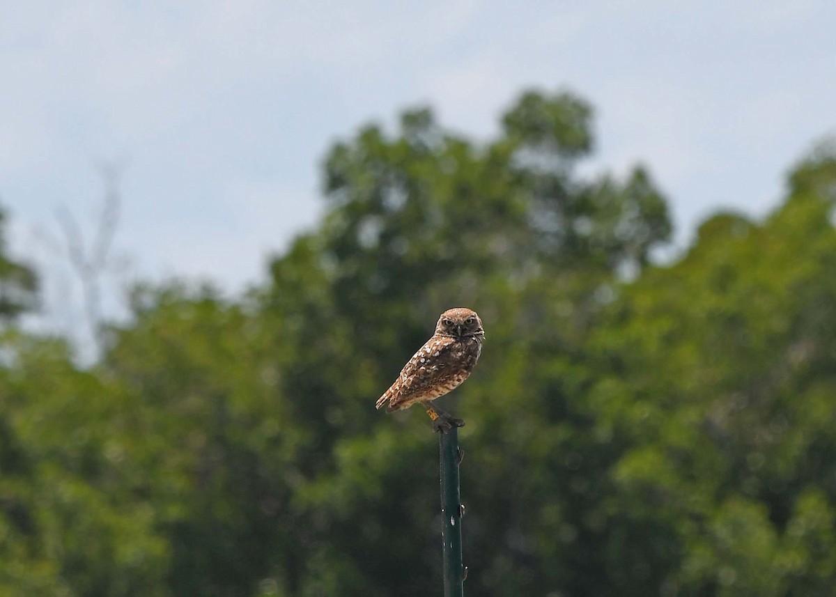 Burrowing Owl - Sharon Lynn