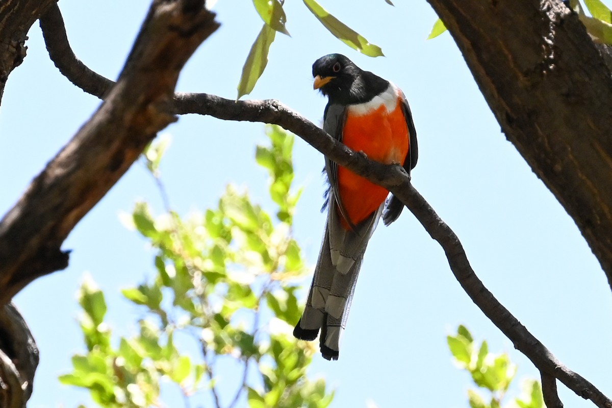 Elegant Trogon - Carrie Gelsey