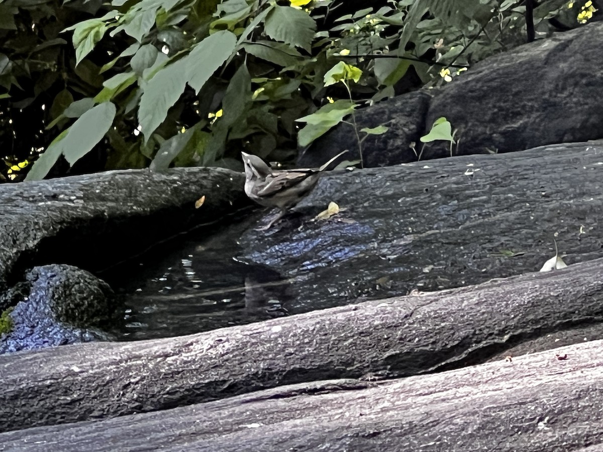 House Sparrow - ML619586492