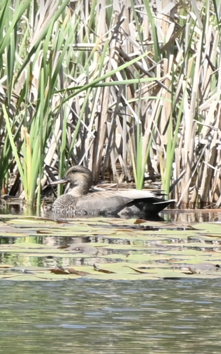 Gadwall - Sylvie Rioux